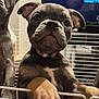 Po joined the competition — help win amazing prizes! puppy, dog, pet, animal, indoor, gate, metal, cute, curious, ears, face, paw, fence, young, domestic, companion, looking, brown, black, closeup