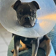 Po joined the competition — help win amazing prizes! dog, cone, plastic_collar, pet, animal, indoor, cushion, blue, sitting, ears, paw, floor, tile, portrait, looking, expression, facing_camera, domestic, cute, pet_accessory