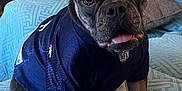 Po joined the competition — help win amazing prizes! dog, pet, indoor, couch, blue_couch, jersey, nfl, tongue_out, furniture, living_room, wooden_cabinet, decor, paw, sitting, curious, closeup, animal, companion, cute, domestic
