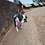 dog, boston_terrier, pink_harness, leash, person, blue_tank_top, black_shorts, stone_wall, gravel_path, signs, trees, outdoor, cloudy_sky, walking, pet, sidewalk, nature, casual, resting, curious