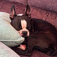 Heihei joined the competition — help win amazing prizes! dog, sleeping, couch, pillow, black_and_white, pet, indoor, resting, cozy, fur, cute, animal, relaxation, domestic, companion, snuggling, soft, closeup, peaceful, portrait