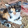 animal, blue_eyes, calico, cat, closeup, curious, cute, dirt, ears, fur, ground, kitten, nature, outdoor, pet, rusty_metal, small, straw, whiskers, young