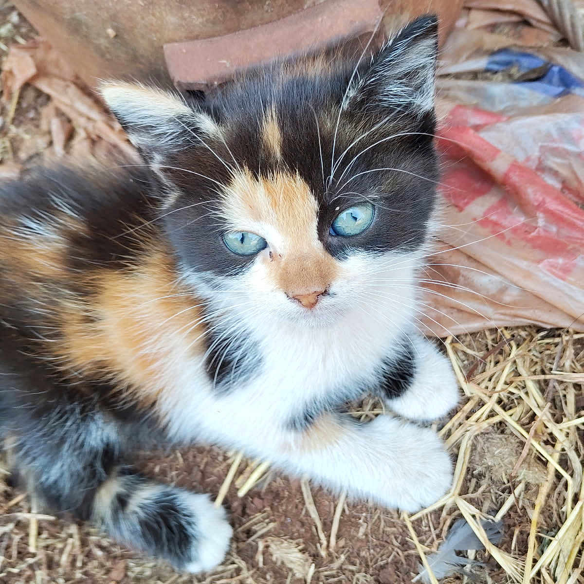 Moon a rejoint le concours — aidez-le/la à gagner de superbes lots ! animal, blue_eyes, calico, cat, closeup, curious, cute, dirt, ears, fur, ground, kitten, nature, outdoor, pet, rusty_metal, small, straw, whiskers, young
