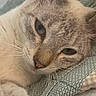 Chai is registered to the contest to win money with this photo: animal, blanket, blue_eyes, cat, close_up, cozy, cute, domestic_cat, feline, fur, indoor, lying_down, pet, portrait, relaxed, resting, sleepy, soft_light, striped_fur, whiskers