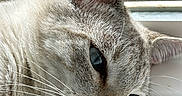 Chai is registered to the contest to win money with this photo: animal, cat, close_up, cute, detail, domestic_animal, ear, face, feline, fur, indoor, light, mammal, nose, pet, portrait, relaxed, sleepy, whiskers, window