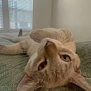 Chai is registered to the contest to win money with this photo: bedroom, blanket, blinds, cat, cozy, cute, domestic_animal, ears, feline, fur, home, indoor, light, pet, relaxed, resting, texture, upside_down, whiskers, window