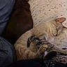 Chai joined the competition — help win amazing prizes! animal, brown_dog, cat, close_up, comfort, companion, couch, cozy, dog, fur, home, indoor, light_color_cat, patterned_pillow, pet, pillow, quiet, relaxation, resting, sleeping