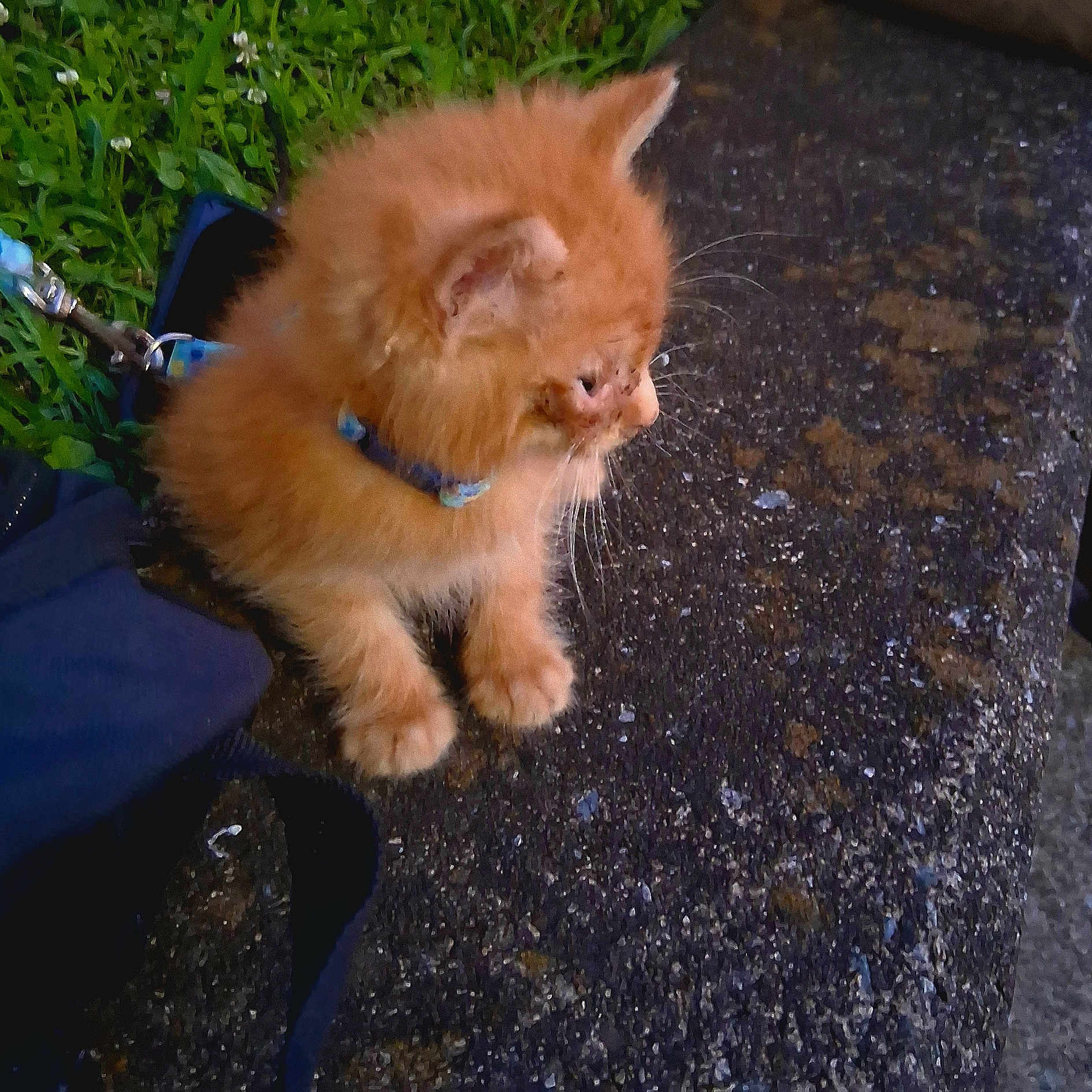 Salem joined the competition — help win amazing prizes! animal, cat, collar, concrete, curious, cute, fluffy, fur, grass, kitten, leash, nature, orange_cat, outdoor, pet, side_view, sitting, small, whiskers, young_animal