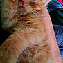 kitten, orange_cat, furry, paw, sleepy, pet, animal, cute, close_up, hand, resting, cozy, indoor, fur, whiskers, young_animal, domestic_cat, relaxed, soft, cuddle