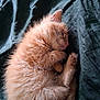kitten, cat, sleeping, orange_fur, fluffy, pet, animal, cute, resting, cozy, domestic_cat, fur, whiskers, paw, tail, bed, blanket, indoor, young, soft