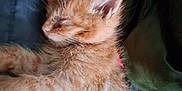 Salem is registered to the contest to win money with this photo: kitten, orange_cat, sleeping, fur, pet, animal, cozy, blanket, resting, cute, young, indoor, feline, whiskers, ears, soft, nap, comfort, closeup, domestic_cat