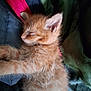 kitten, orange_cat, sleeping, fur, pet, animal, cozy, blanket, resting, cute, young, indoor, feline, whiskers, ears, soft, nap, comfort, closeup, domestic_cat