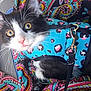 animal, black_and_white, blue, cat, close_up, colorful, curious, cute, domestic_cat, feline, harness, indoor, kitten, patterned_fabric, pet, pink, spots, whiskers, yellow_eyes, young