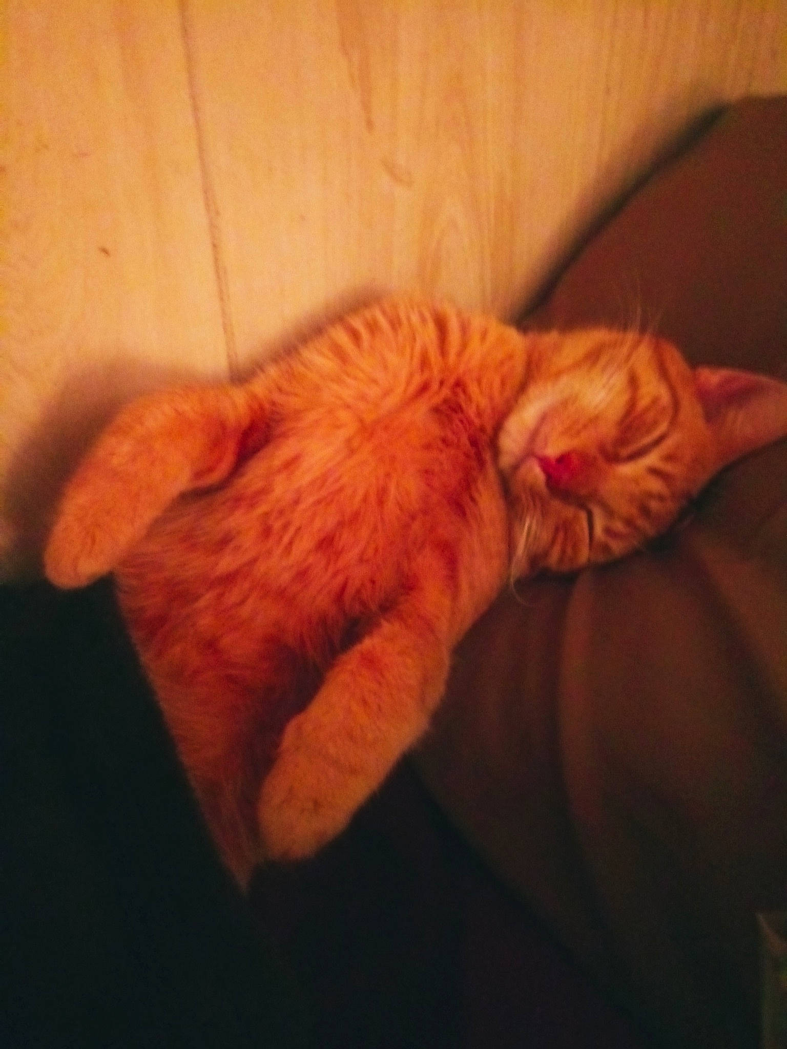 Chaos is registered to the contest to win money with this photo: carnivore, cat, ear, eye, fawn, felidae, fur, kitten, nap, nose, paw, sleep, small_to_medium_sized_cats, snout, tail, whiskers