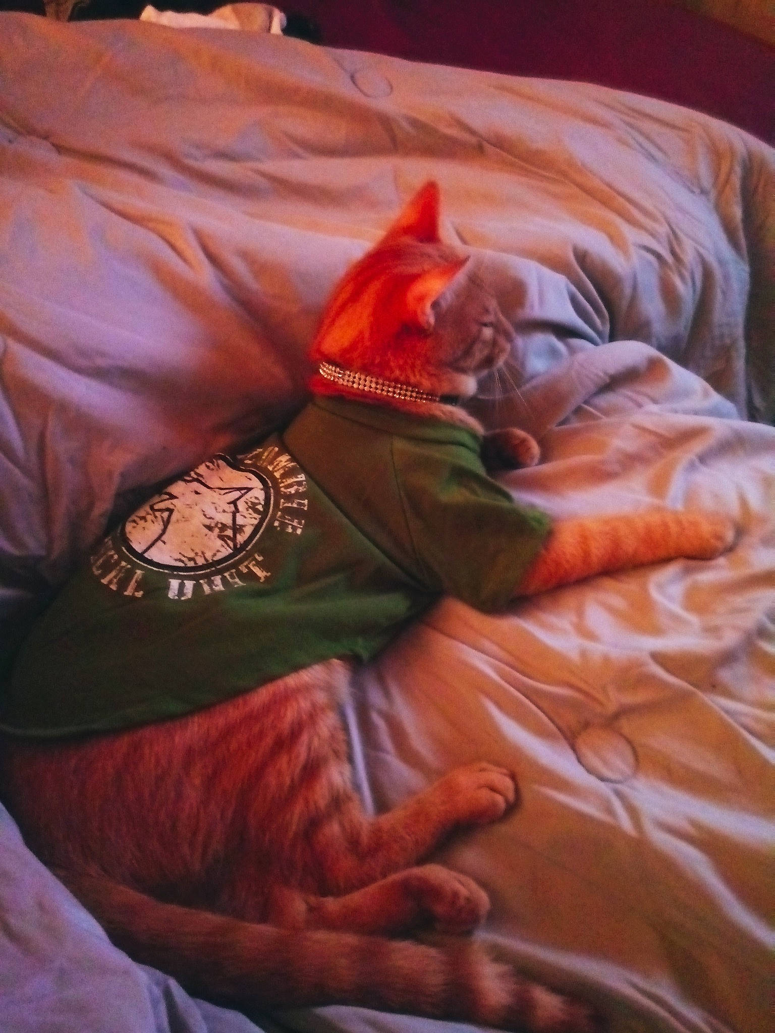 Chaos joined the competition — help win amazing prizes! bed_sheet, carnivore, cat, comfort, felidae, kitten, linens, muscle, nap, sleep, small_to_medium_sized_cats, sphynx, textile, whiskers