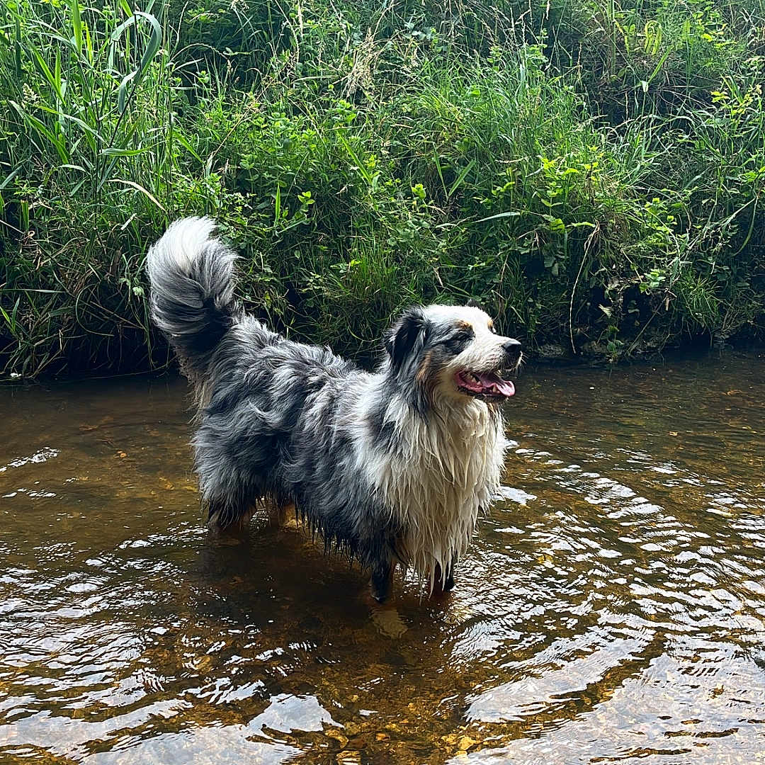 Simba participe au concours pour gagner de l'argent avec cette photo : animal, australian_shepherd, canine, creek, daytime, dog, grass, greenery, happy, nature, outdoor, pet, plants, ripples, shallow_water, standing, summer, tongue_out, water, wet_fur