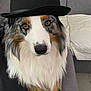 dog, australian_shepherd, hat, black_hat, fluffy, fur, couch, indoor, pet, animal, brown_eyes, white_fur, black_fur, tan_fur, portrait, sitting, furniture, relaxed, cute, companion