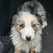 Simba a rejoint le concours — aidez-le/la à gagner de superbes lots ! puppy, dog, animal, pet, fluffy, cute, adorable, fur, black, white, brown, eyes, nose, sitting, indoor, floor, carpet, young, portrait, canine