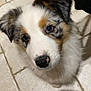 puppy, dog, pet, animal, fluffy, white, brown, black, ears, floor, tile, cute, looking_up, indoor, young, friendly, adorable, canine, fur, nose