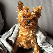 Olanne participe au concours pour gagner de l'argent avec cette photo : dog, small_dog, pet, fluffy, brown_fur, blanket, cozy, indoors, cute, animal, companion, fur, face, ears, sitting, curious, looking_up, soft_texture, domestic, portrait