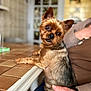 dog, pet, small_dog, yorkshire_terrier, indoor, person, hand, kitchen, table, tiled_table, brown_fur, curious, head_tilt, close_up, seated, cute, domestic_animal, animal, companion, friendly