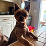 Olanne participe au concours pour gagner de l'argent avec cette photo : dog, pet, small_dog, indoor, kitchen, counter, fur, ears, animal, curious, brown, table, tile, domestic, canine, cute, portrait, looking, resting, home