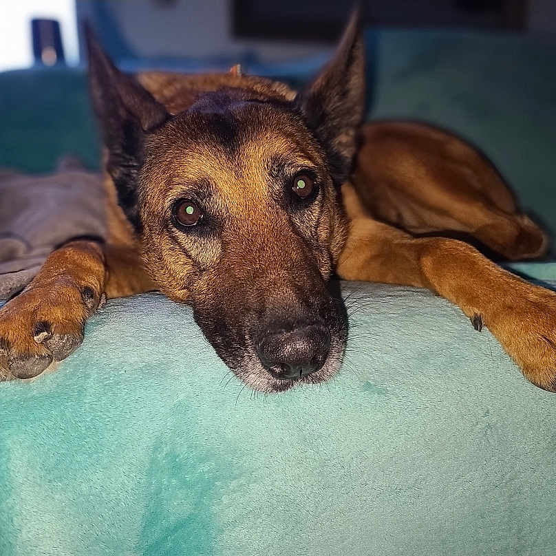 Vénus a rejoint le concours — aidez-le/la à gagner de superbes lots ! animal, blanket, canine, close_up, cozy, dog, ears, expression, face, fur, german_shepherd, indoor, lying_down, nose, paw, pet, portrait, relaxed, resting, teal