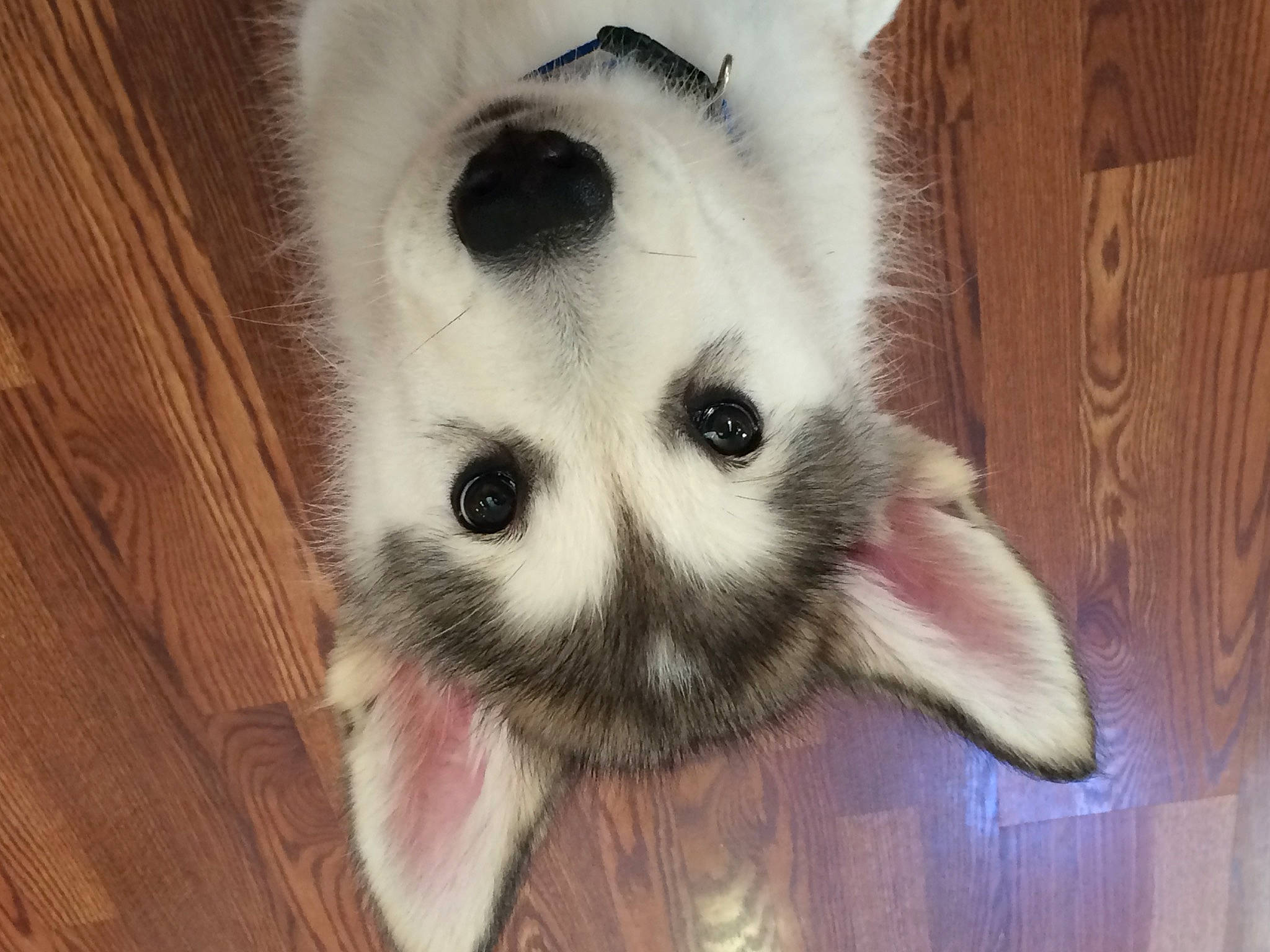 Sully is registered to the contest to win money with this photo: canidae, carnivore, companion_dog, dog, dog_breed, door, ear, eyelash, fawn, fur, hardwood, nose, plank, snout, sporting_group, terrestrial_animal, whiskers, wood, wood_stain, working_animal