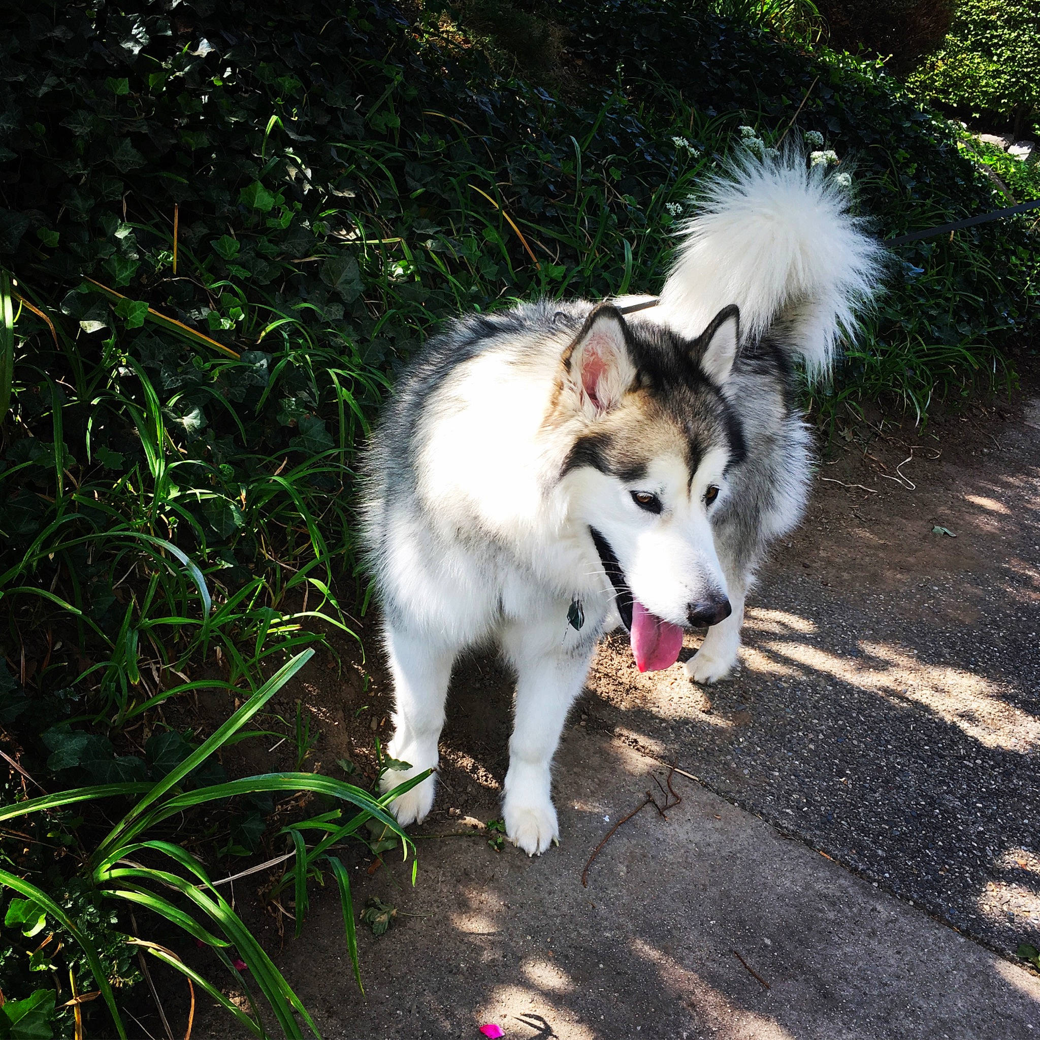 Sully joined the competition — help win amazing prizes! ancient_dog_breeds, canidae, carnivore, collar, companion_dog, dog, dog_breed, fur, grass, herding_dog, non_sporting_group, pet_supply, plant, sled_dog, snout, sporting_group, tail, terrestrial_animal, wildlife, working_dog