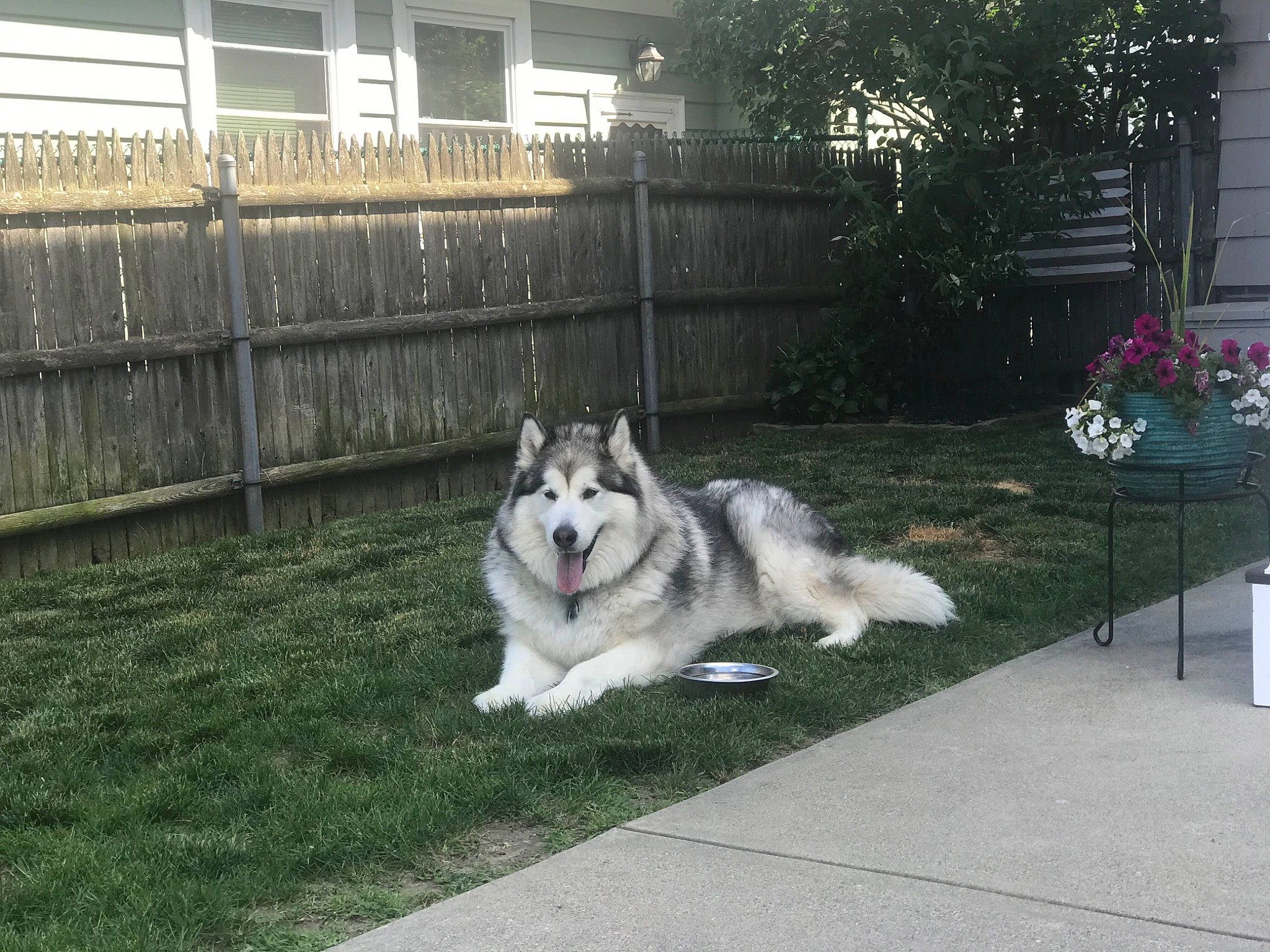 Sully is registered to the contest to win money with this photo: building, canidae, carnivore, companion_dog, dog, dog_breed, fence, grass, herding_dog, home_fencing, houseplant, mammal, plant, sled_dog, sporting_group, tail, tree, window, working_dog, yard