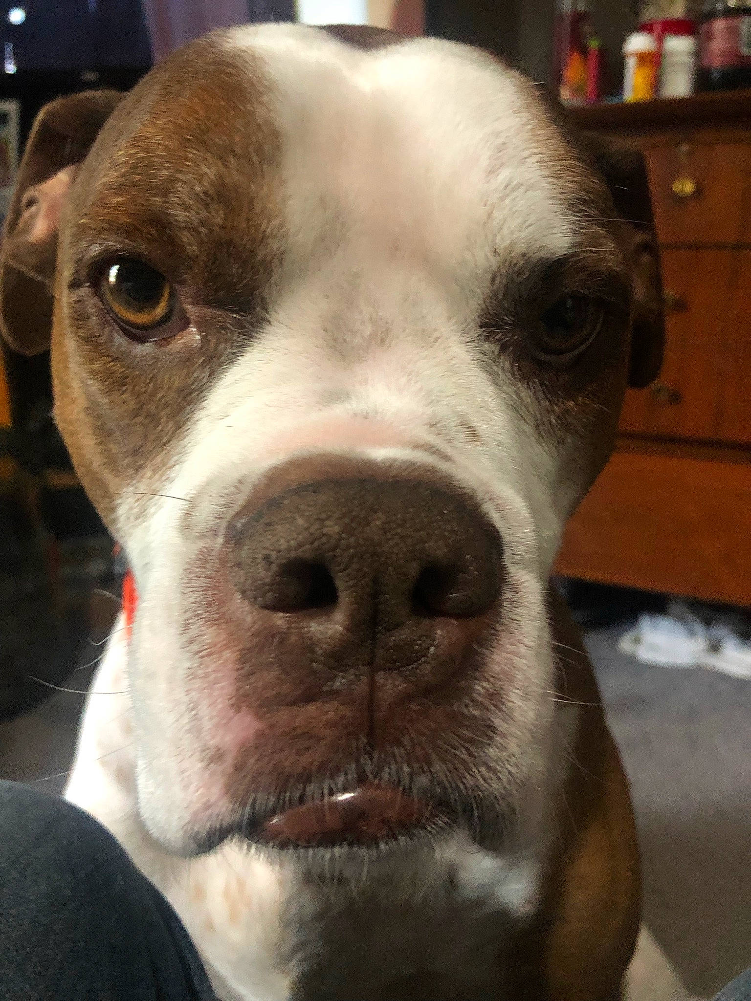 Larry joined the competition — help win amazing prizes! cabinetry, canidae, carnivore, collar, companion_dog, dog, dog_breed, drawer, ear, fawn, fur, metal, non_sporting_group, pet_supply, selfie, snout, sporting_group, terrestrial_animal, whiskers, working_animal