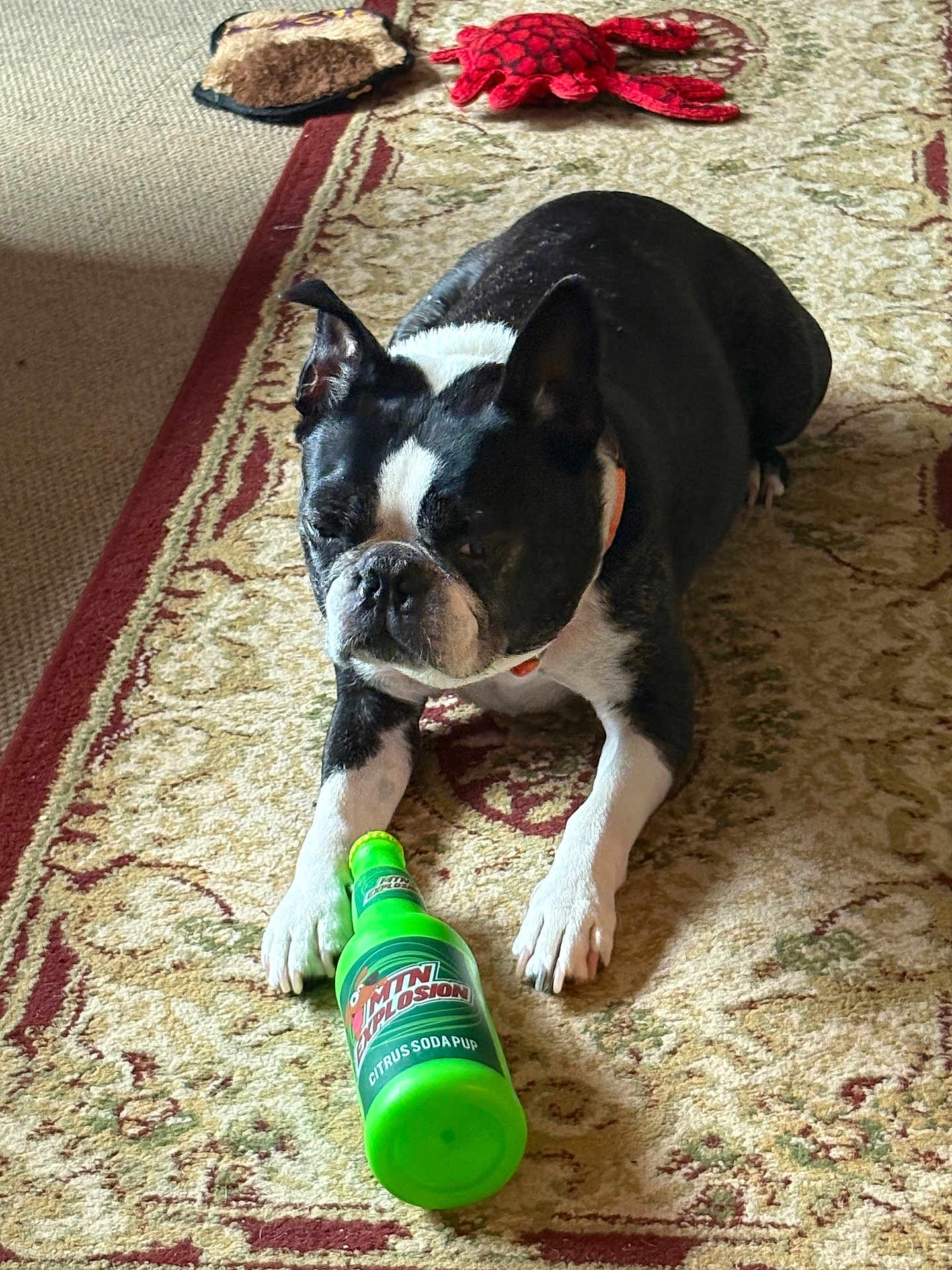 Ringo