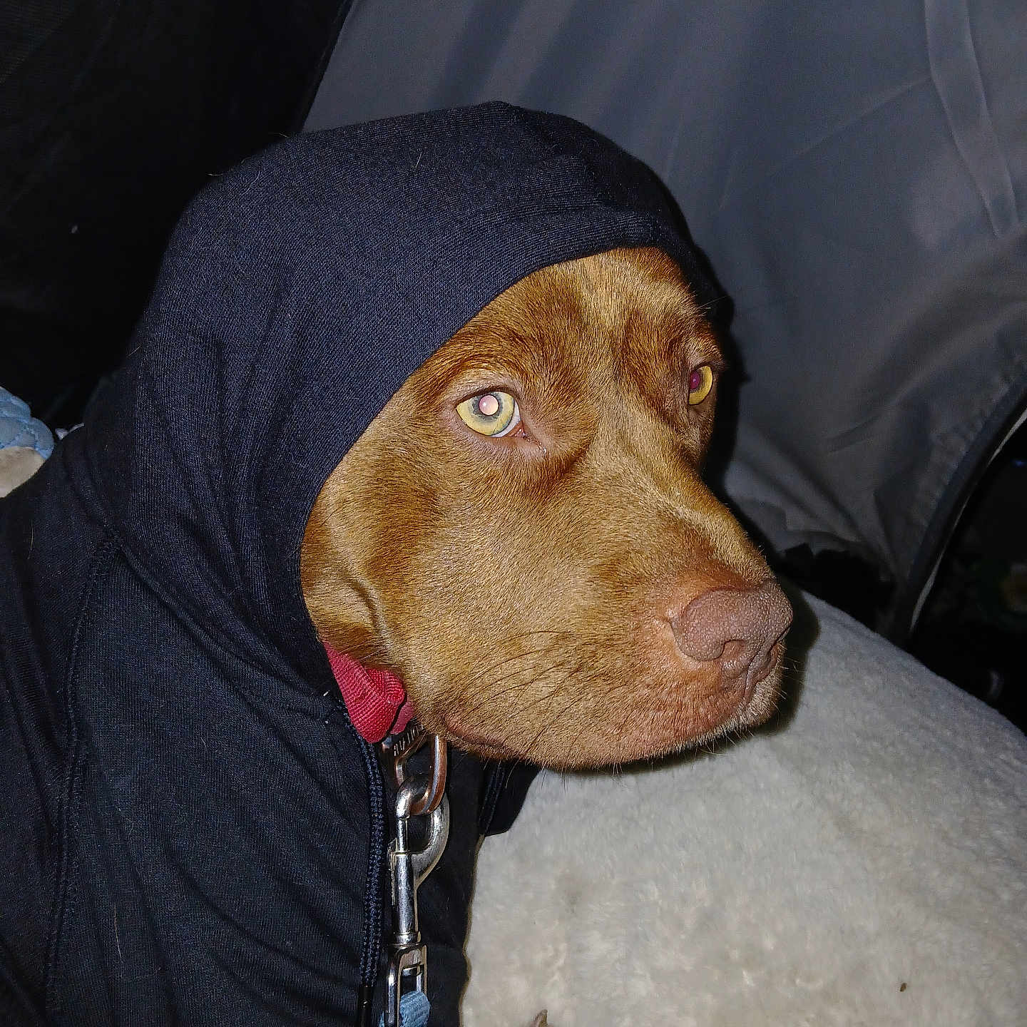 Twelve Gauge joined the competition — help win amazing prizes! bed, blanket, brown_dog, canine, close_up, clothing, collar, cute, dog, expression, fur, hoodie, indoor, leash, metal_clip, muzzle, paws, pet, portrait, snout