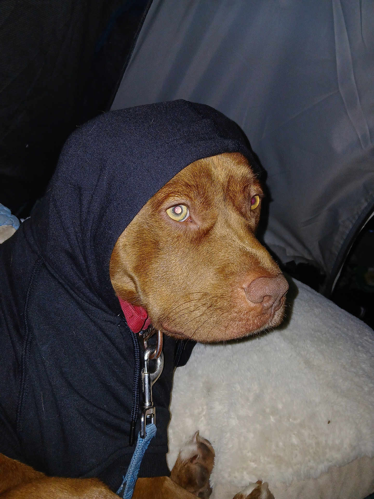 Twelve Gauge joined the competition — help win amazing prizes! dog, brown_dog, pet, hoodie, clothing, leash, collar, metal_clip, close_up, portrait, muzzle, snout, fur, paws, bed, blanket, indoor, cute, expression, canine