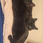 Bo And Poe is registered to the contest to win money with this photo: black_cat, cat, pets, animal, feline, two_cats, cozy, blanket, indoor, resting, cute, fur, whiskers, eyes, snuggling, relaxing, companion, domestic_cat, mammal, tail