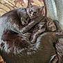 Bo And Poe is registered to the contest to win money with this photo: cat, black_cat, sleeping, cuddling, pets, feline, fur, animal, domestic_animal, cozy, resting, blanket, cute, snuggling, two_animals, companion, soft, peaceful, relaxation, close_up