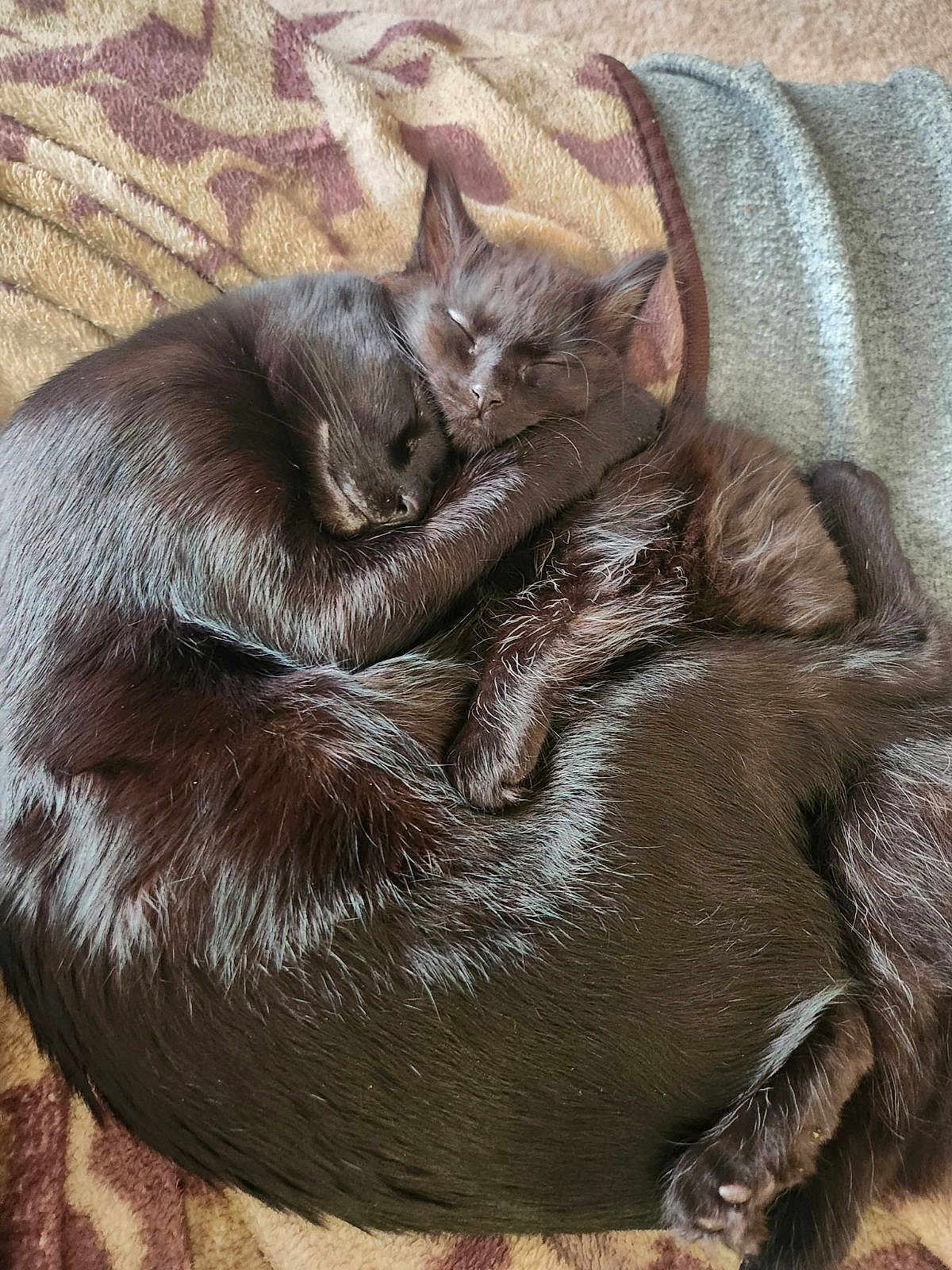 Bo And Poe is registered to the contest to win money with this photo: cat, black_cat, sleeping, cuddling, pets, feline, fur, animal, domestic_animal, cozy, resting, blanket, cute, snuggling, two_animals, companion, soft, peaceful, relaxation, close_up