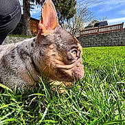 Cashmere is registered to the contest to win money with this photo: animal, backyard, blue_sky, canine, closeup, curious, daytime, dog, ear, fence, grass, greenery, nature, outdoor, pet, snout, sunlight, tree, watching, yard