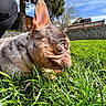 animal, backyard, blue_sky, canine, closeup, curious, daytime, dog, ear, fence, grass, greenery, nature, outdoor, pet, snout, sunlight, tree, watching, yard