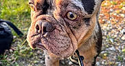 Cashmere is registered to the contest to win money with this photo: animal, black, brown, canine, close_up, cute, daylight, dog, ears, french_bulldog, grass, gravel, leash, nature, outdoor, pet, portrait, sunlight, tan, wrinkles