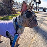 Cashmere joined the competition — help win amazing prizes! blue_leash, daytime, dog, ears_up, focused, leash, nature, outdoor, paved_path, person, pet, puppy, purple_shirt, shadow, side_view, small_dog, sunlight, trees, walking, water