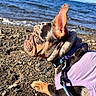 Cashmere is registered to the contest to win money with this photo: animal, beach, canine, daytime, dog, ears, french_bulldog, leash, nature, ocean, outdoor, pet, purple_harness, rocks, side_profile, sky, snout, summer, sunlight, water