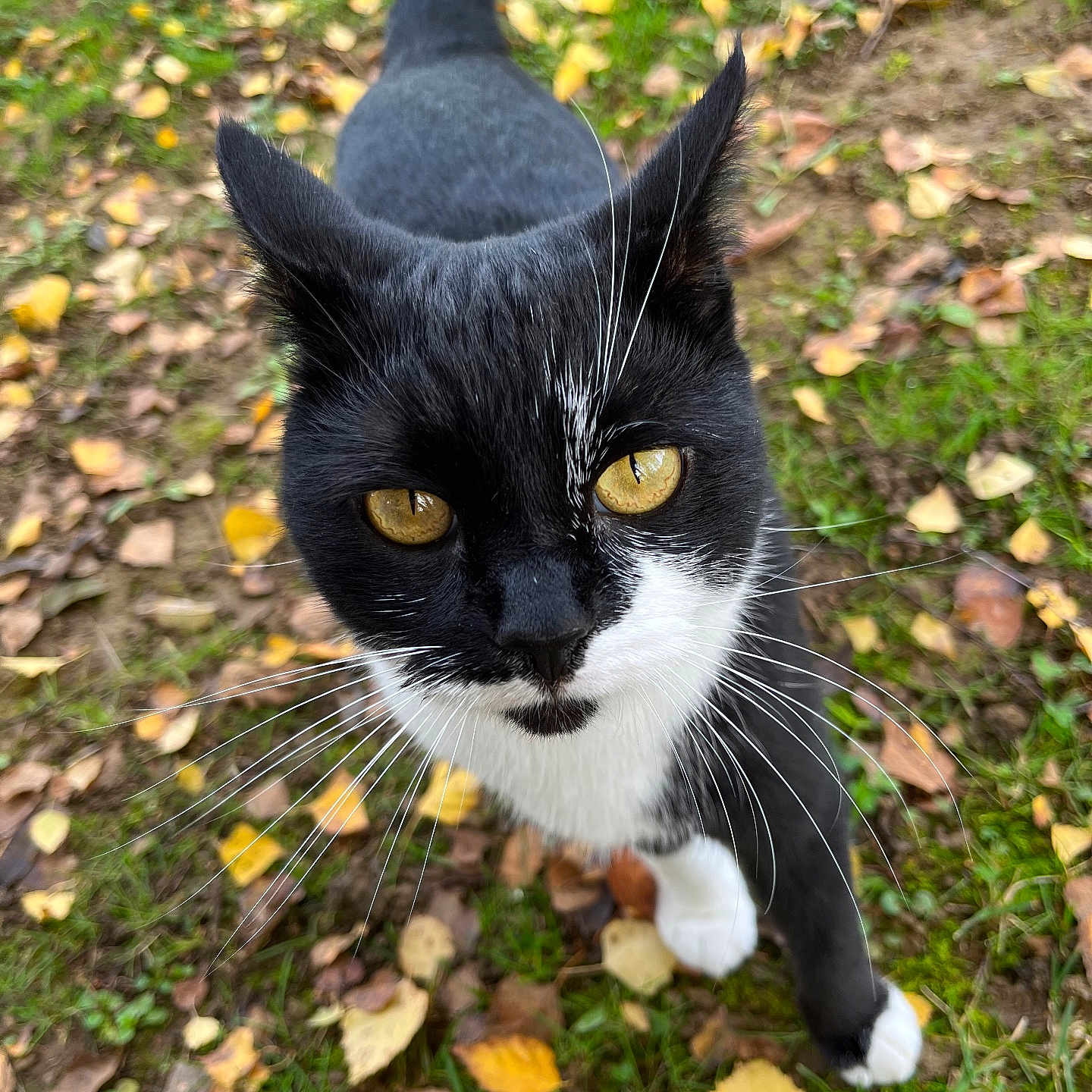 Mia a rejoint le concours — aidez-le/la à gagner de superbes lots ! animal, autumn, black_and_white, cat, closeup, curious, cute, daylight, feline, golden_eyes, grass, ground, leaves, mammal, nature, outdoor, pet, tuxedo_cat, walking, whiskers