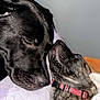 Harley is registered to the contest to win money with this photo: dog, black_dog, brindle_dog, collar, sleeping, snuggling, close_up, pet, canine, cozy, resting, blanket, fur, animal, domestic_animal, companionship, friendship, indoors, peaceful, cute