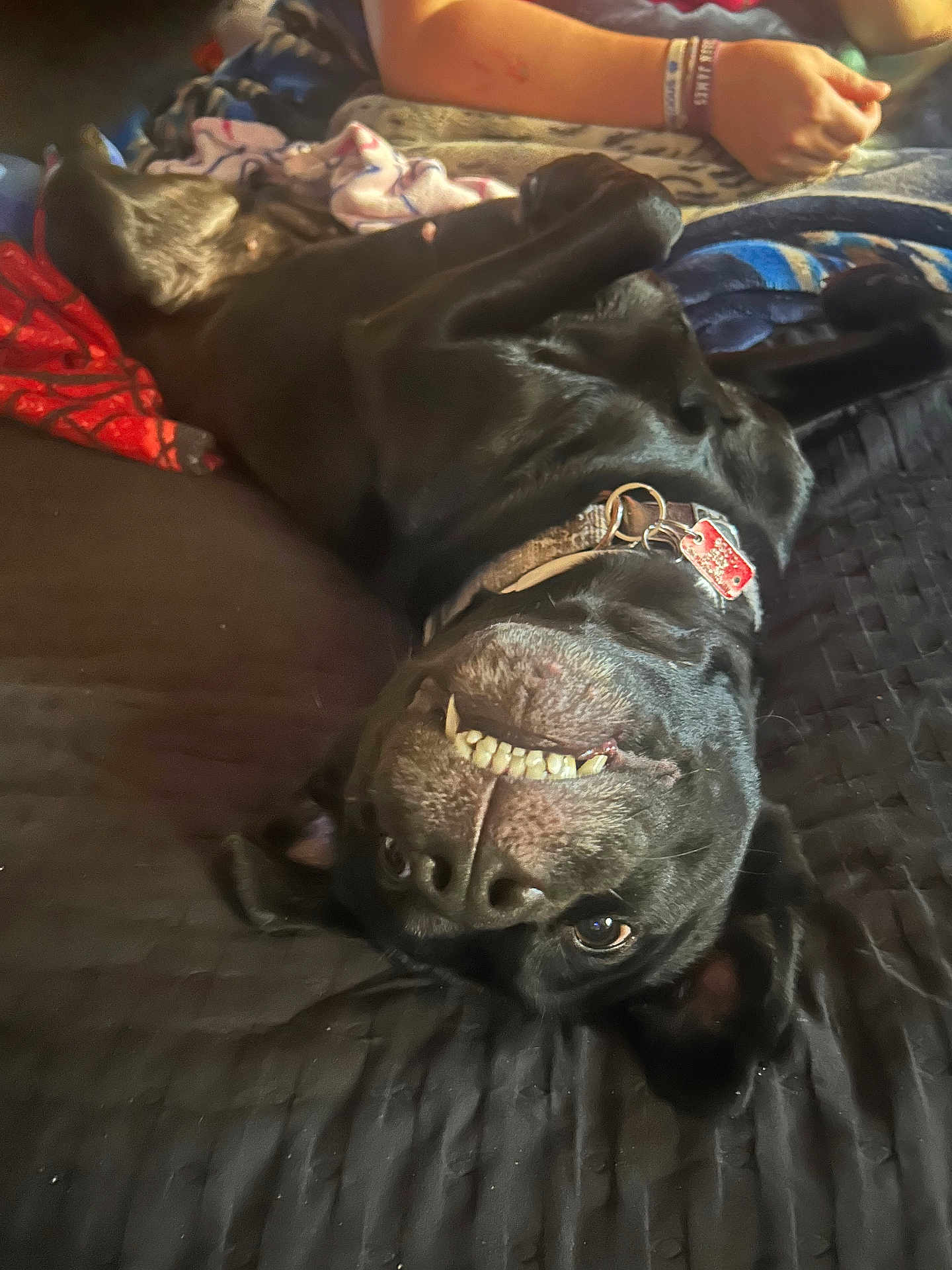 Harley