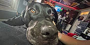 Harley is registered to the contest to win money with this photo: dog, black_dog, close_up, indoors, room, poster, flag, television, person, arm, resting, brown_eyes, nose, face, cozy, bedroom, hand, couch, window, light