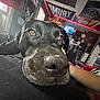 dog, black_dog, close_up, indoors, room, poster, flag, television, person, arm, resting, brown_eyes, nose, face, cozy, bedroom, hand, couch, window, light