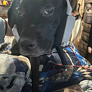 Harley is registered to the contest to win money with this photo: bed, black_dog, blanket, blurred, camo_pattern, close_up, controller, cord, dog, electronics, furniture, headphones, household, indoor, pet, reflection, room, smartphone, soft_fabric, technology
