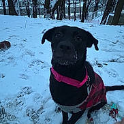 Harley is registered to the contest to win money with this photo: dog, black_dog, snow, winter, collar, jacket, plaid, outdoor, trees, bare_trees, paw_prints, pet, animal, canine, backyard, cold, fur, sitting, nature, quiet