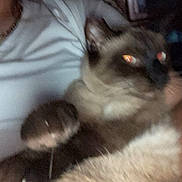 Lightning is registered to the contest to win money with this photo: cat, siamese_cat, pet, animal, feline, indoor, person, white_shirt, close_up, blurry, reflection, fur, paw, face, holding, domestic_animal, cute, mammal, whiskers, eyes